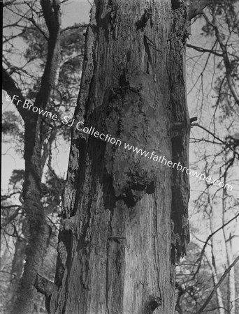 ROOSTS OF TREE-CREEPER